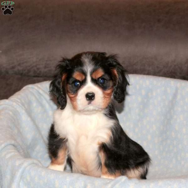 Beau, Cavalier King Charles Spaniel Puppy