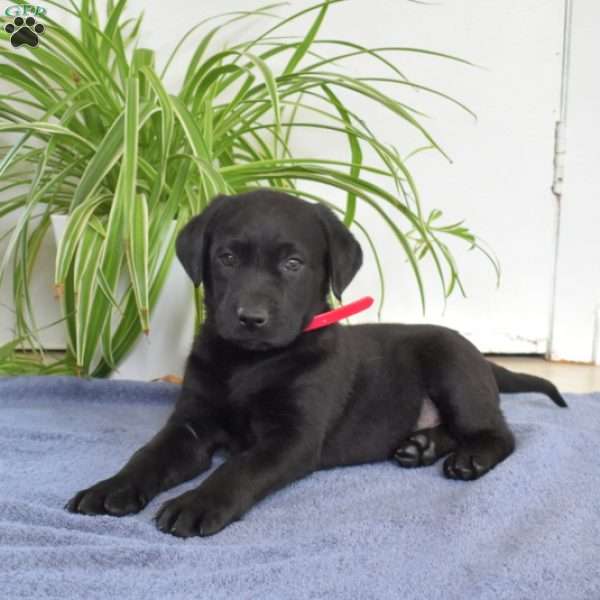 Beau, Black Labrador Retriever Puppy