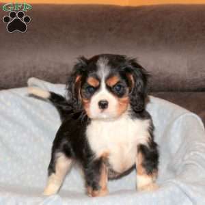 Beau, Cavalier King Charles Spaniel Puppy