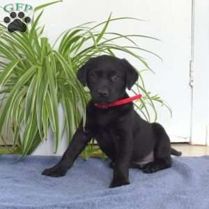 Beau, Black Labrador Retriever Puppy