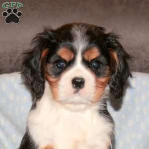 Beau, Cavalier King Charles Spaniel Puppy
