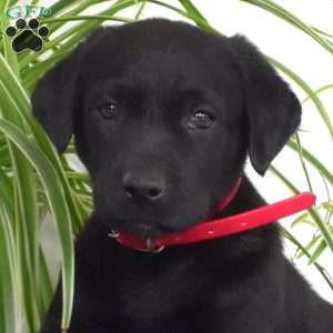 Beau, Black Labrador Retriever Puppy