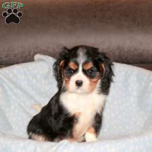 Beau, Cavalier King Charles Spaniel Puppy