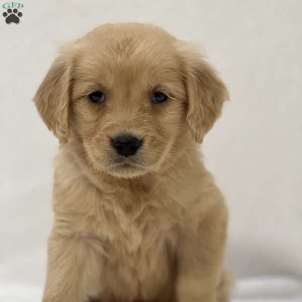 Beau, Golden Retriever Puppy