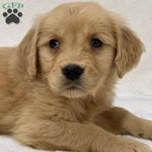 Beau, Golden Retriever Puppy