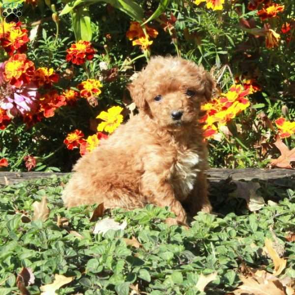 Beauty, Mini Goldendoodle Puppy