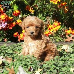 Beauty, Mini Goldendoodle Puppy