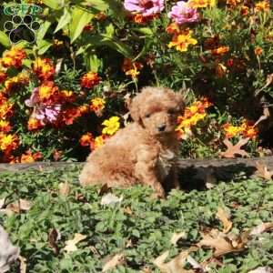 Beauty, Mini Goldendoodle Puppy