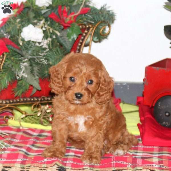 Becca, Cavapoo Puppy