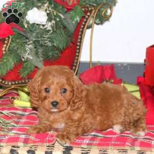 Becca, Cavapoo Puppy