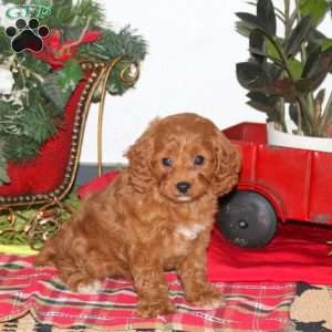 Becca, Cavapoo Puppy