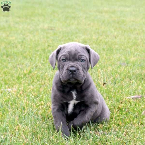Beckett, Cane Corso Puppy