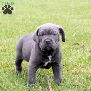 Beckett, Cane Corso Puppy