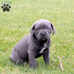Beckett, Cane Corso Puppy