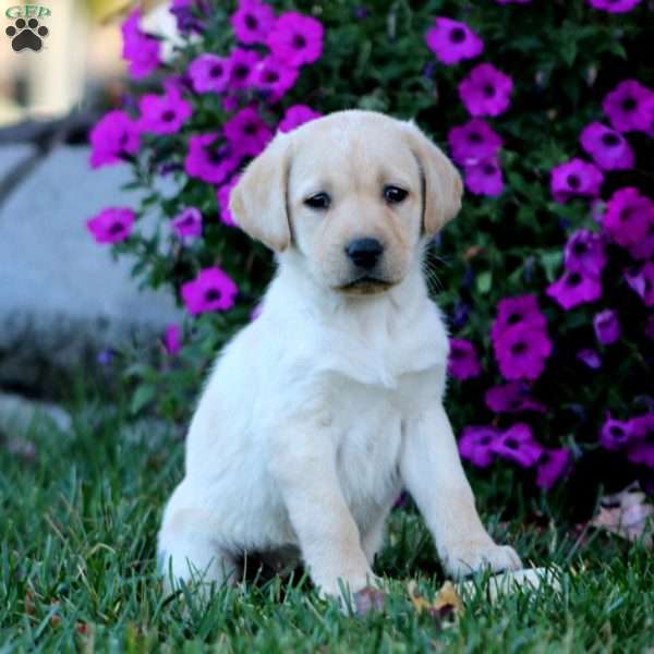 Becky, Fox Red Labrador Retriever Puppy