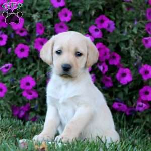 Becky, Fox Red Labrador Retriever Puppy