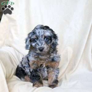 Bella, Mini Aussiedoodle Puppy