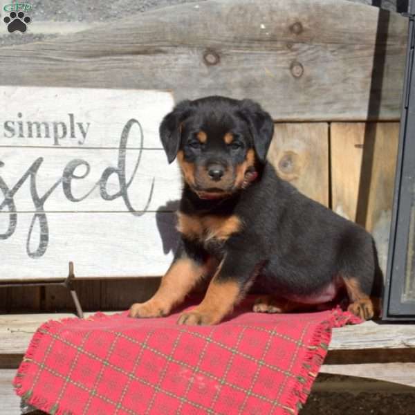 Bella, Rottweiler Puppy