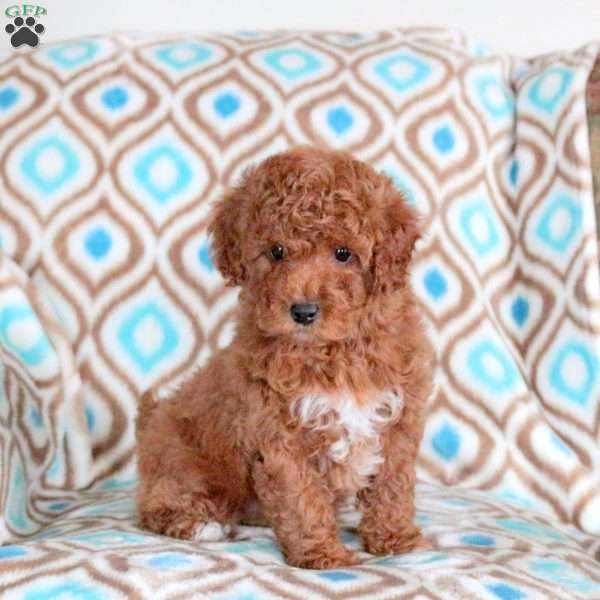 Bella, Miniature Poodle Puppy