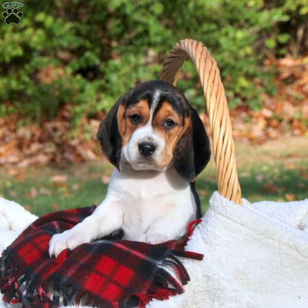 Bella, Beagle Puppy