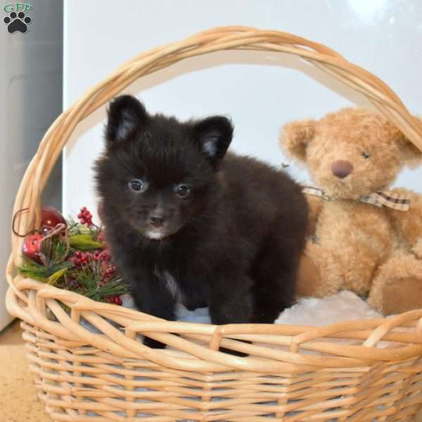 Bella, French Bulldog Mix Puppy