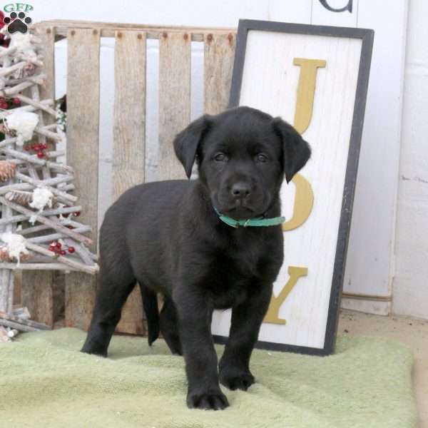 Bella, Labrador Mix Puppy