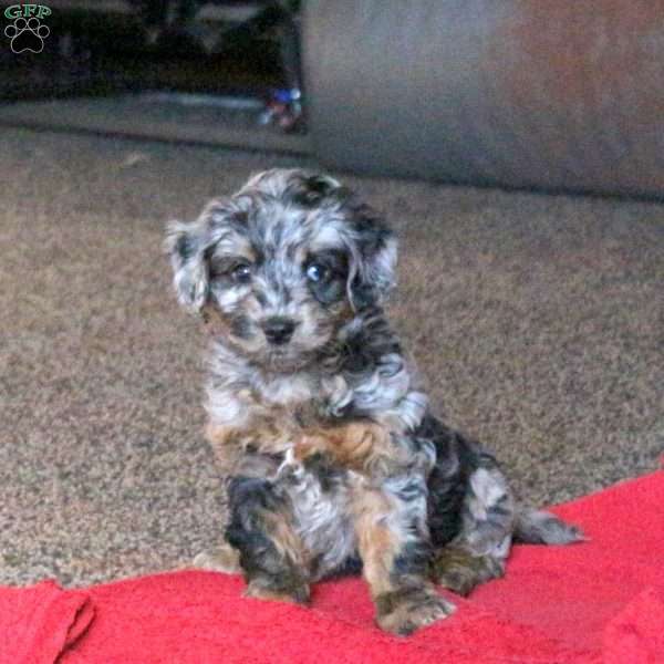 Bella, Mini Aussiedoodle Puppy