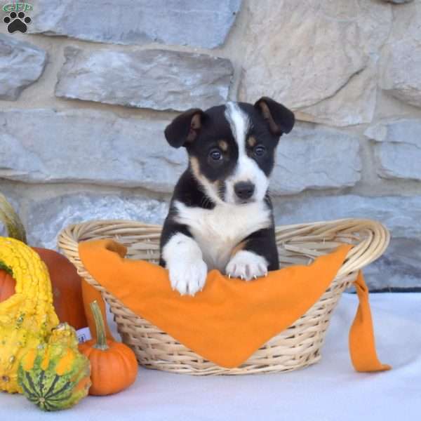 Bella, Pembroke Welsh Corgi Puppy