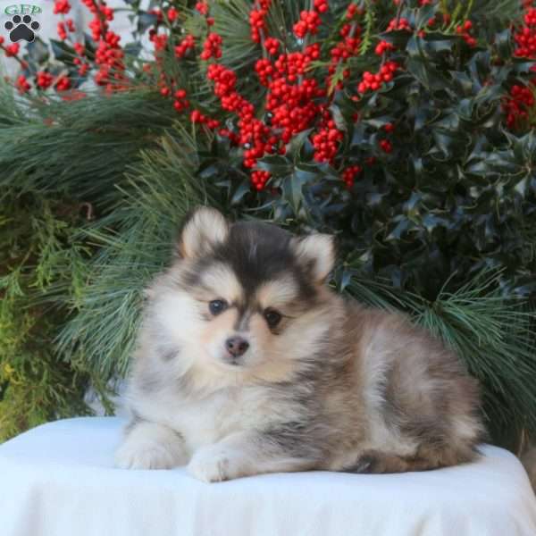 Bella, Pomsky Puppy