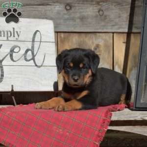 Bella, Rottweiler Puppy