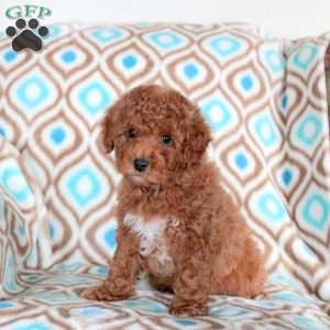 Bella, Miniature Poodle Puppy