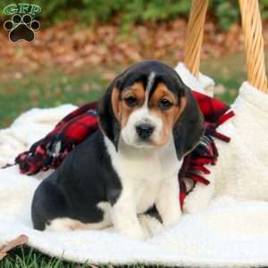 Bella, Beagle Puppy