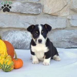 Bella, Pembroke Welsh Corgi Puppy