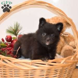 Bella, French Bulldog Mix Puppy