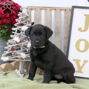 Bella, Labrador Mix Puppy