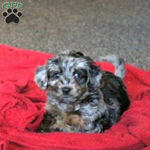 Bella, Mini Aussiedoodle Puppy