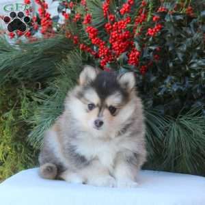 Bella, Pomsky Puppy