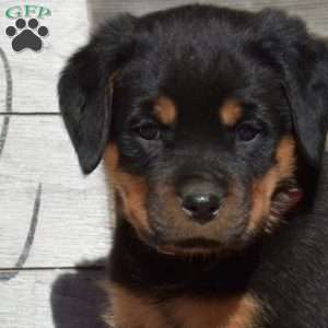 Bella, Rottweiler Puppy