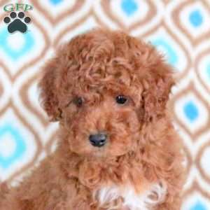 Bella, Miniature Poodle Puppy