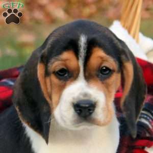 Bella, Beagle Puppy