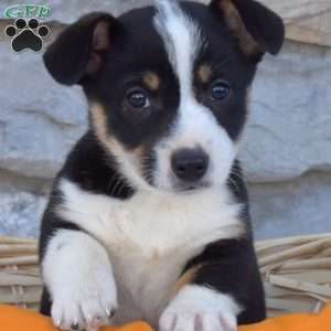 Bella, Pembroke Welsh Corgi Puppy