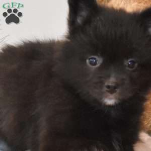 Bella, French Bulldog Mix Puppy