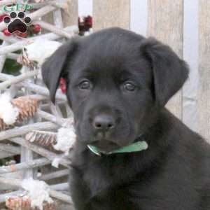 Bella, Labrador Mix Puppy