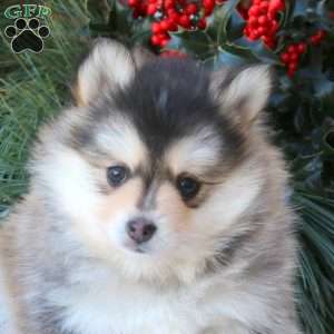 Bella, Pomsky Puppy