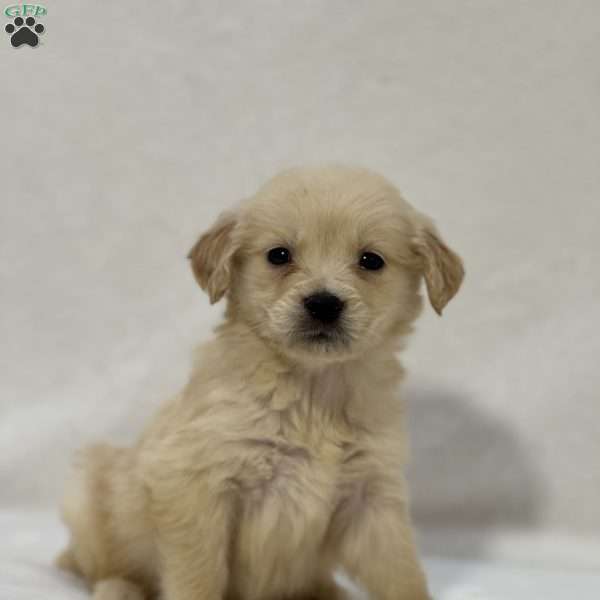 Bella, Golden Retriever Puppy