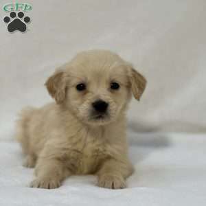 Bella, Golden Retriever Puppy