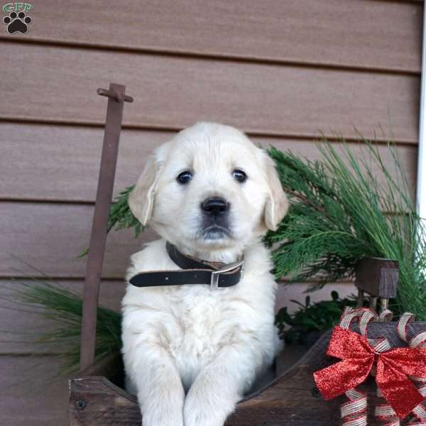 Bella, Golden Retriever Puppy
