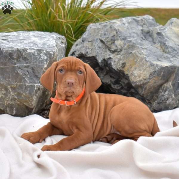 Belle, Vizsla Puppy