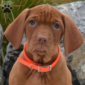 Belle, Vizsla Puppy