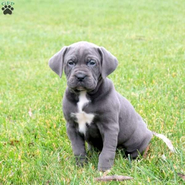 Bello, Cane Corso Puppy